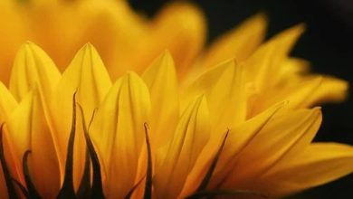 Photo of SCD过渡期